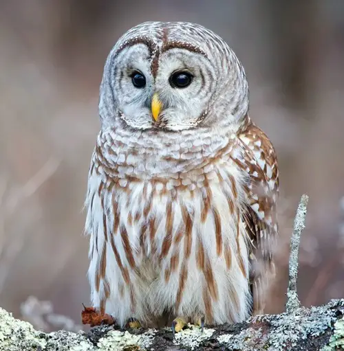 What Do Superstitions and Omens Say About Owl Encounters