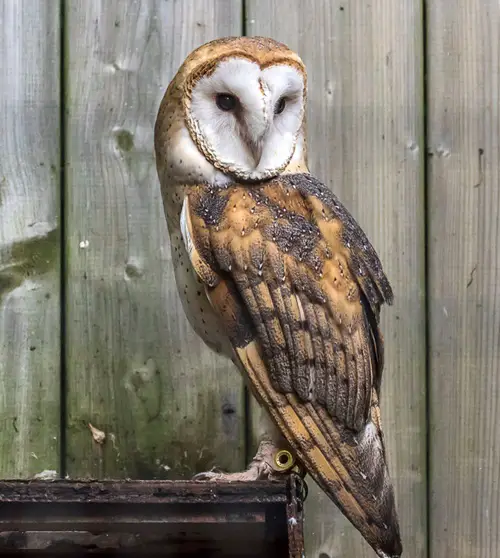 What Does It Mean When You See an Owl in Various Cultural Beliefs