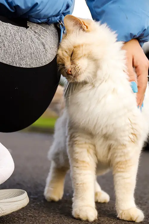 What Does It Mean When a Cat Does Head Bunting
