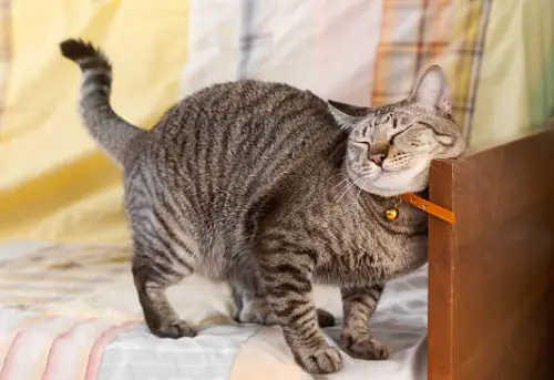 What Does It Mean When a Cat Does Object Rubbing
