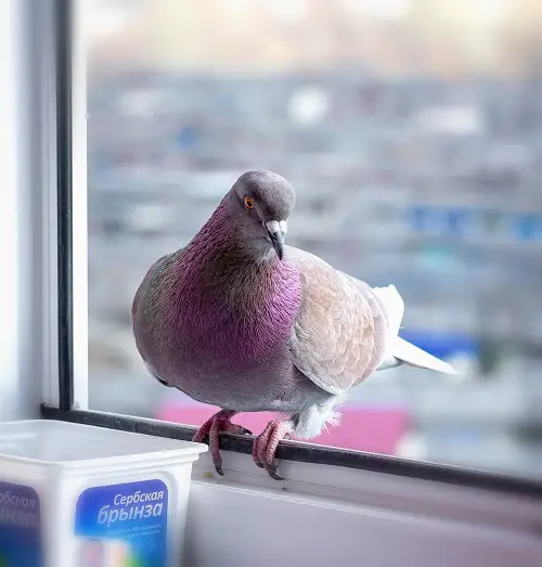 What Does It Mean When a Bird Visits You During a Difficult Time