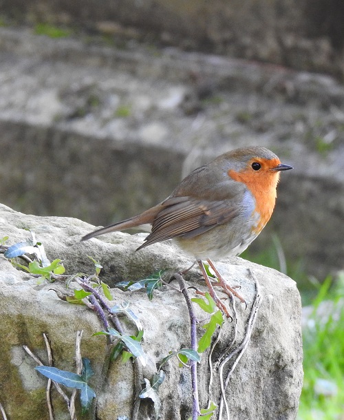 What Does It Mean When a Bird Flies into Your Home