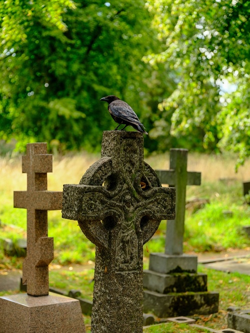 What Does It Mean When a Bird Visits You at a Graveyard