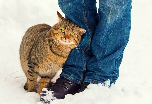 When a Cat Rubs Legs Against You