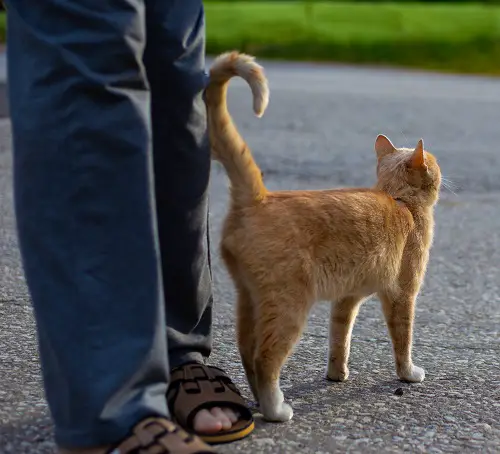 When a Cat Rubs Tail Against You