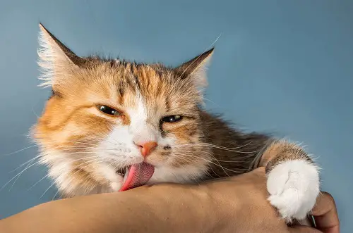 When a Cat Rubs Tongue Against You