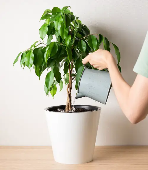 Make Your Pasta Water a Plant Probiotic