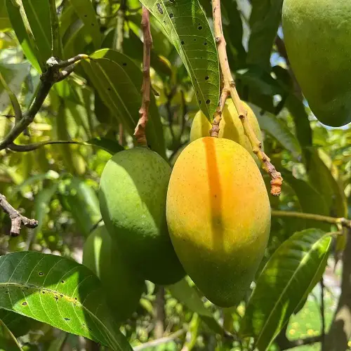 best Sweetest Mango Varieties 31