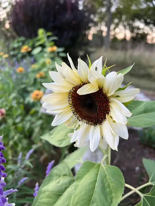 Best Sunflower Colors - White and Yellow