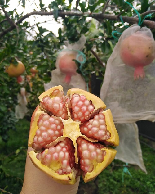 White Pomegranate 2