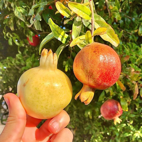 White Pomegranate