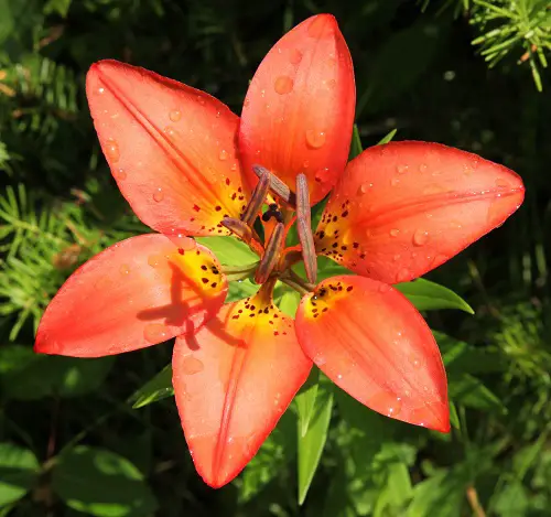 Gorgeous Red Flowers with a Yellow Core