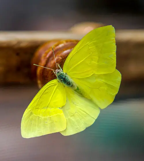 Yellow Butterfly Symbolism 2