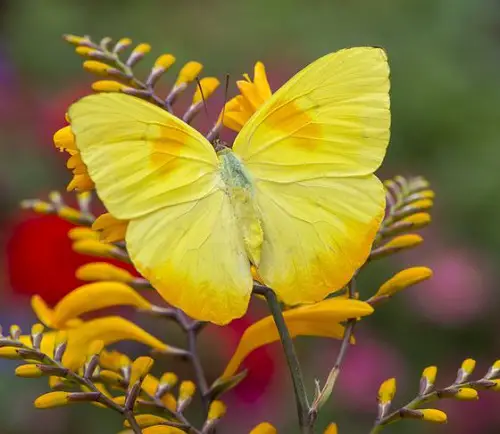 beautiful Yellow Butterflies