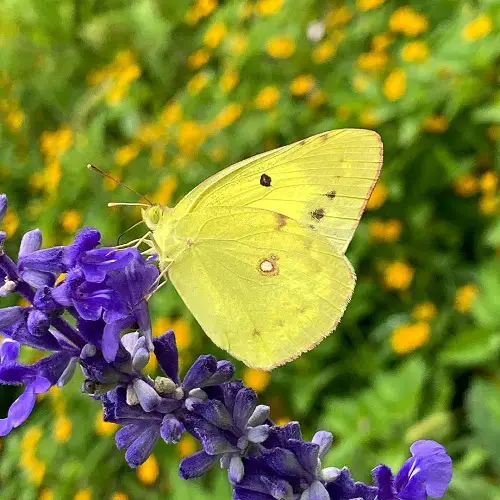 Yellow Butterfly Spiritual Meaning