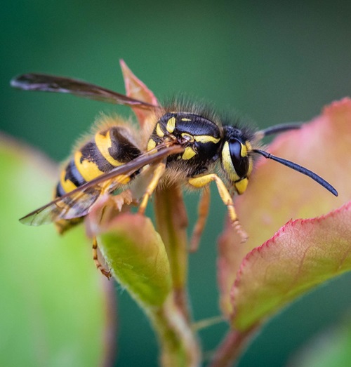 Yellow Jackets 1