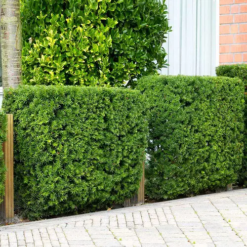 Tall Plants for Privacy on a Balcony