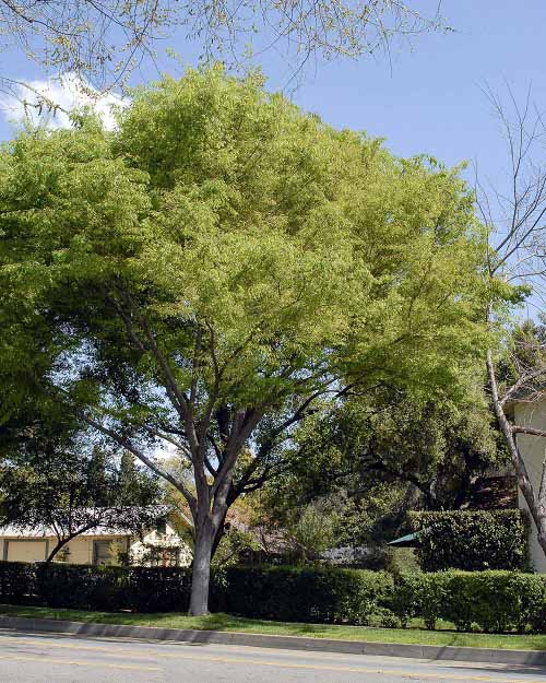 Smooth-gray trees in garden