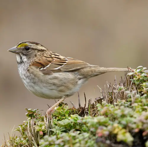 Birds featuring white streaks across their wings