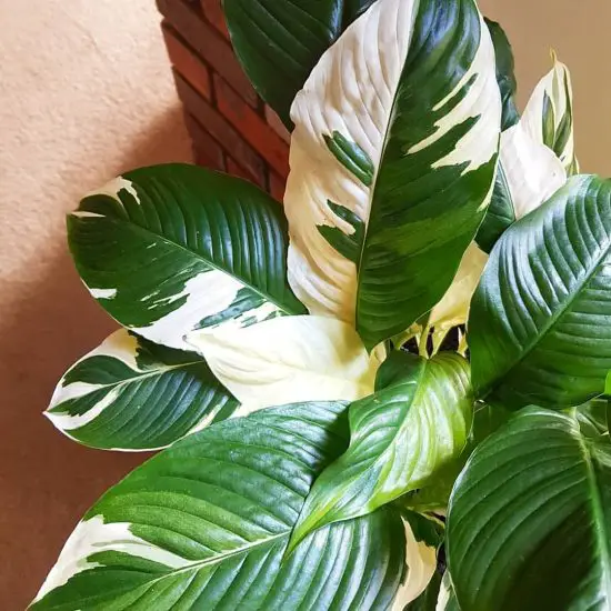 Stunning Variegated Peace Lily Varieties 3