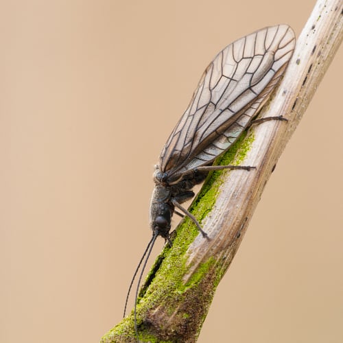 11 Leave-Looking Green Insects