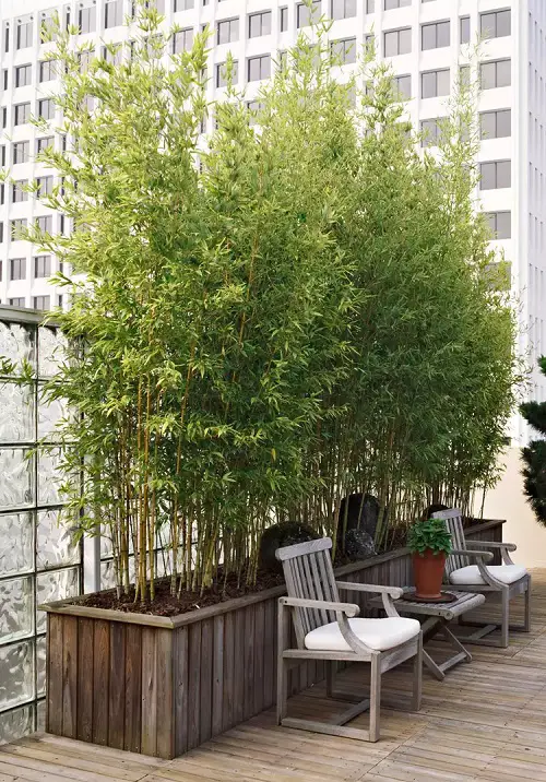 bamboo Plants for Balcony Privacy 1