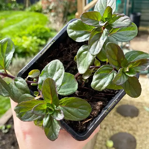 Scented Mint Types for Herb Gardens