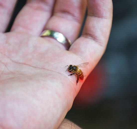 What Does It Mean When a Bee Lands on You and Stings