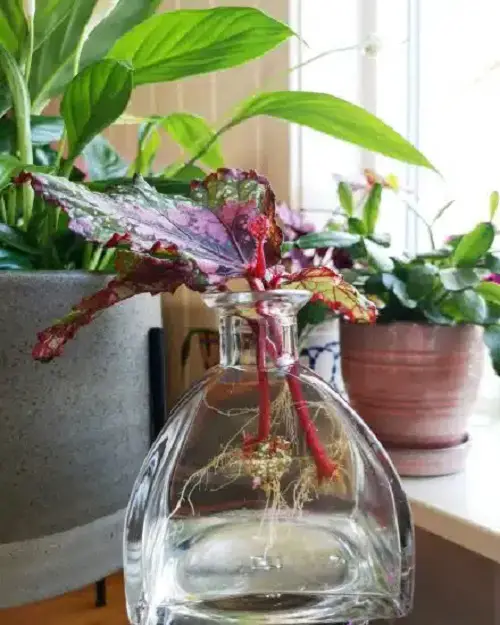 Pink Indoor Plants to Grow in Water