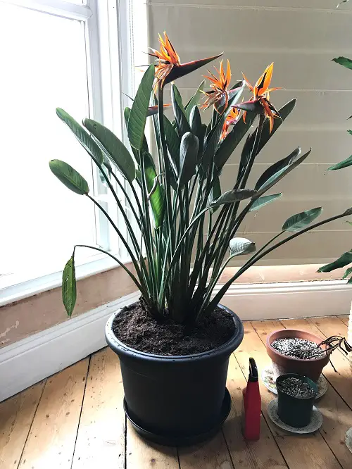Indoor Plants that Grow Rare Beautiful Flowers IN pot