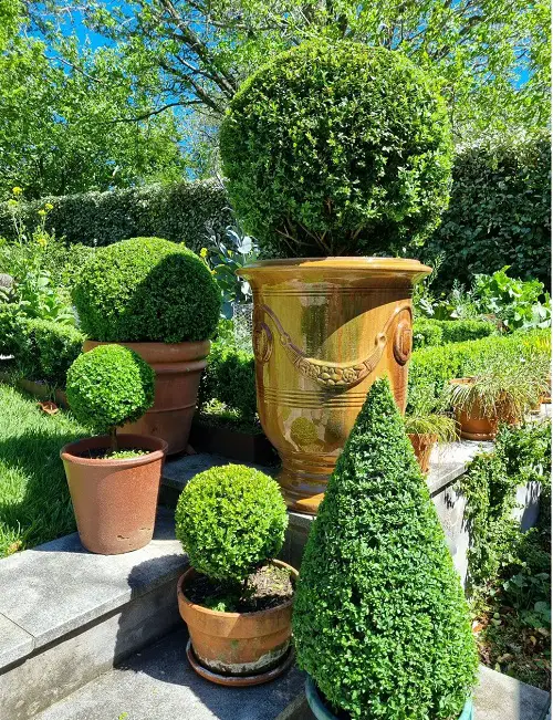 beautiful Tall Shrubs to Provide Privacy on a Balcony