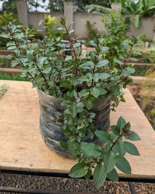 Fragrant Mint Varieties