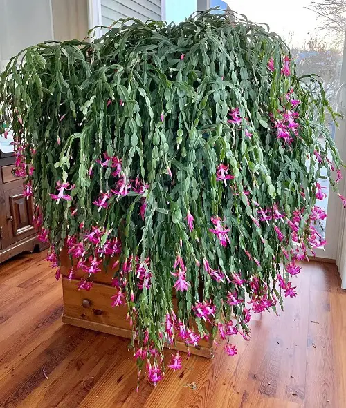 Big, Bold, and Bushier Christmas Cactus 4