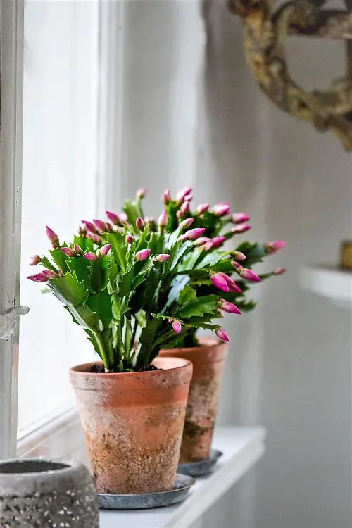 Christmas Cactus in the Dark