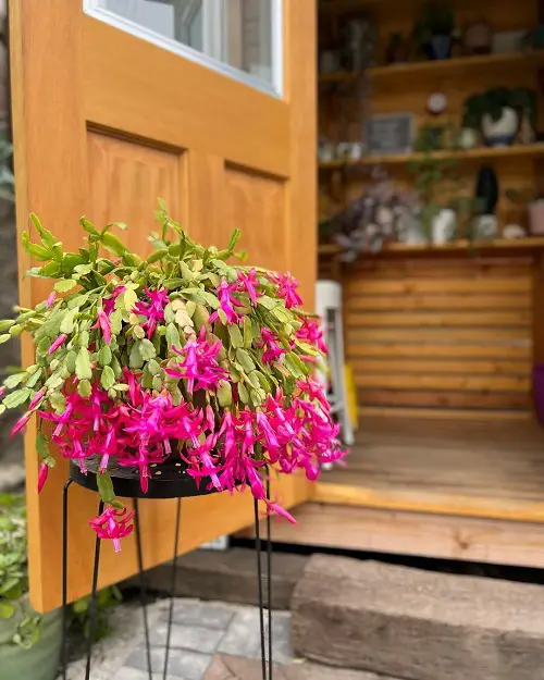Best and Worst Child-Friendly Plants 2