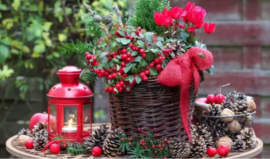 Top Plants to Grow from Cuttings During the Holidays