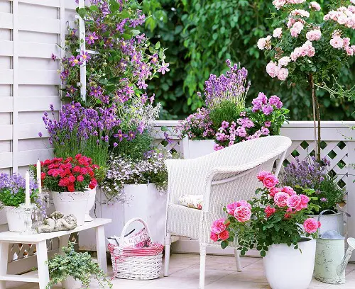 Top Tall Shrubs to Provide Privacy on a Balcony