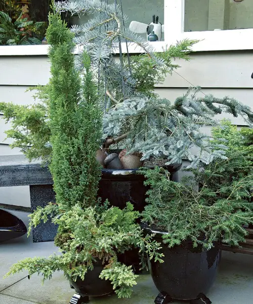 amazing Tall Plants to Screen Your Balcony