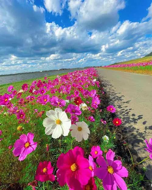 Flowers That Look Like Poppies 8