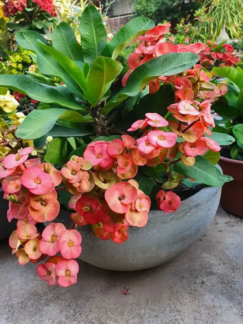 Crown of Thorns Plant