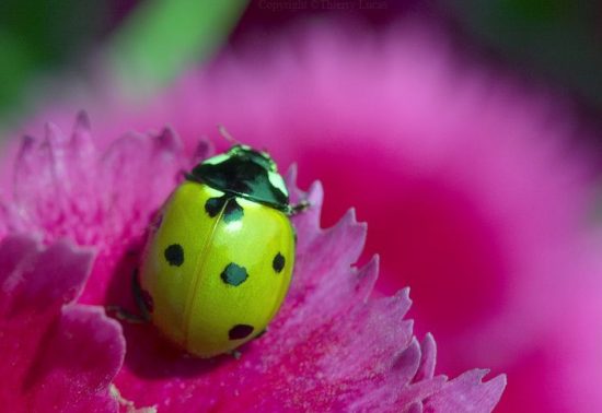 Green Ladybugs 🪲: Healing and Growth