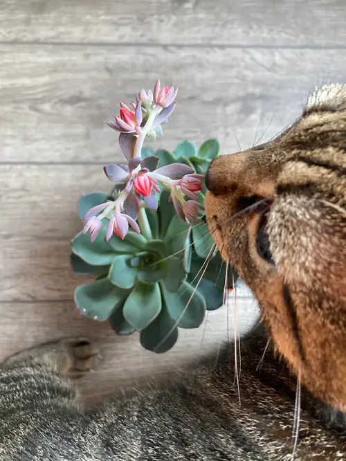 best The Purr-fectly Cat Safe Succulents