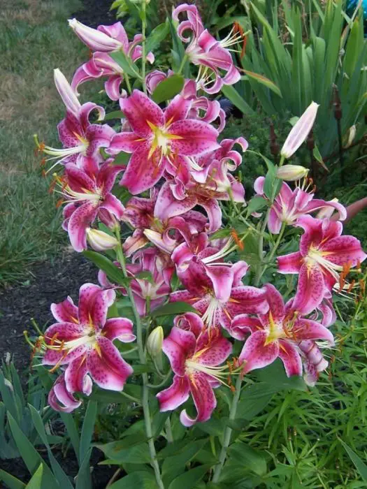 best Flowers with a Star Aura