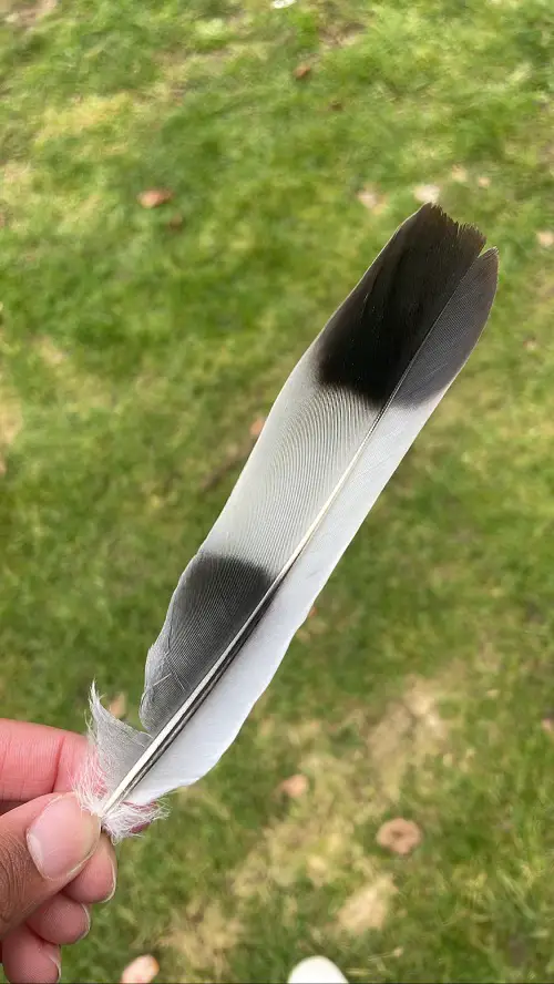 Black and White Feather ancient time
