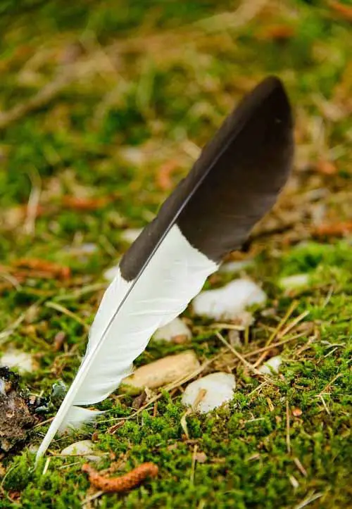 Black and White Feather Meaning and Symbolism