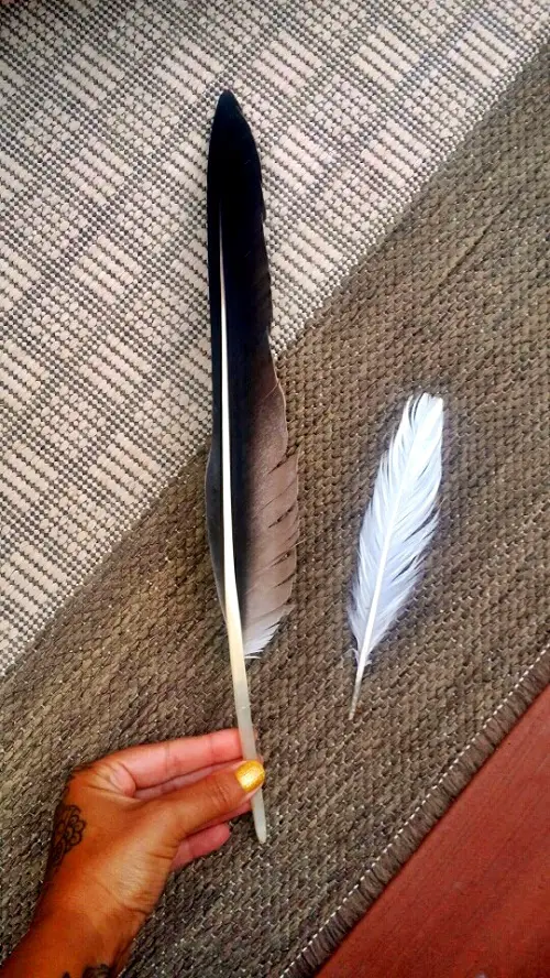 Black and White Feather Meaning 