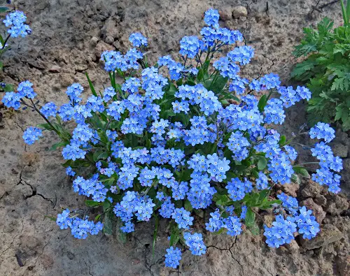 Forget-Me-Not Flower Meaning