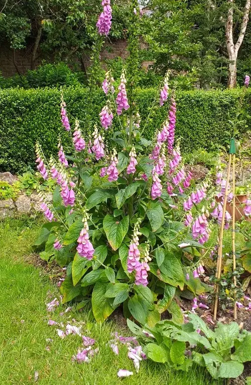 plant these flowers in november 2