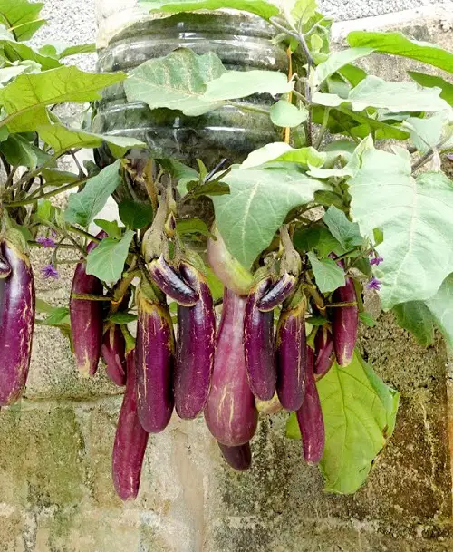 Edible Flowers that Can Be Used for Garnishes 