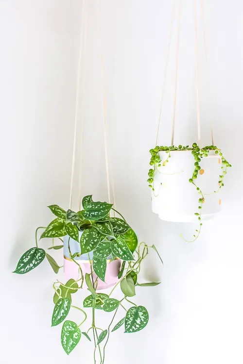 Diy Pothos Hangers with a Touch of Color